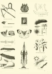 Pagina dal Museo Illustrato della Natura Animata