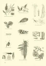 Pagina dal Museo Illustrato della Natura Animata