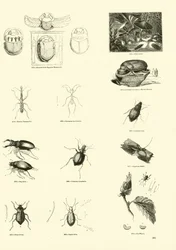 Pagina dal Museo Illustrato della Natura Animata