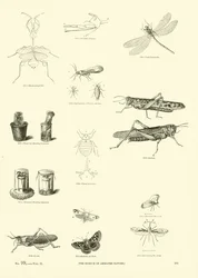 Pagina dal Museo Illustrato della Natura Animata