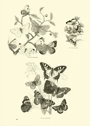 Pagina dal Museo Illustrato della Natura Animata