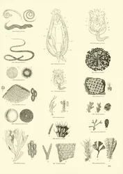 Pagina dal Museo Illustrato della Natura Animata