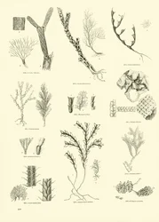 Pagina dal Museo Illustrato della Natura Animata