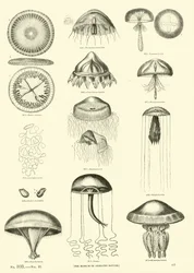 Pagina dal Museo Illustrato della Natura Animata