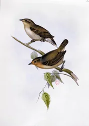 Coppia di Certhidea Olivacea, illustrazione da La Zoologia del Viaggio dell