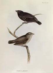 Coppia di Geospiza Parvula, illustrazione da La Zoologia del Viaggio dell
