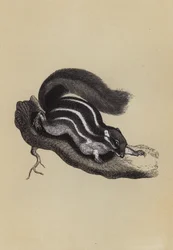 Scoiattolo della Palma