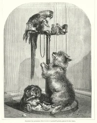 Pappagallo e cani