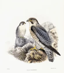 Falco Pellegrino - Falco Peregrinus