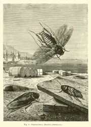 Periplaneta americana