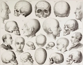 Illustrazione frenologica che mostra le relazioni psicologiche del cervello, da una stampa del XIX secolo