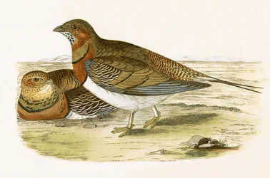 Ganga codarossa, illustrazione da 