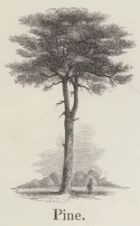 Pino (incisione)