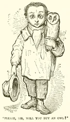 Per favore, signore, comprerà un gufo?