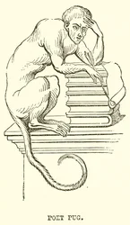 Poeta Pug