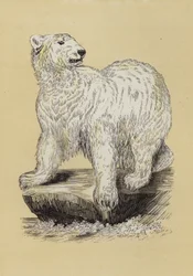 Orso polare