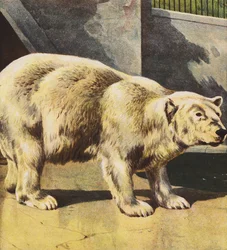 Orso polare