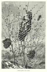 Polistes gallica e nidi