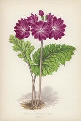 Primula Cortusoides Amoena (litografia a colori)