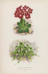 Primula Pedemontana; Linaria Hepaticaefolia