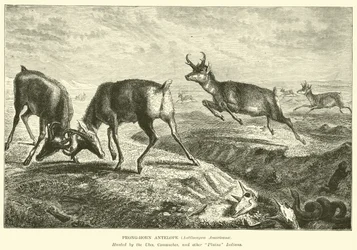 Antilope pronghorn, Antilocapra Americana