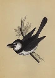Uccello Puff