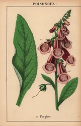 Digitale purpurea, da 