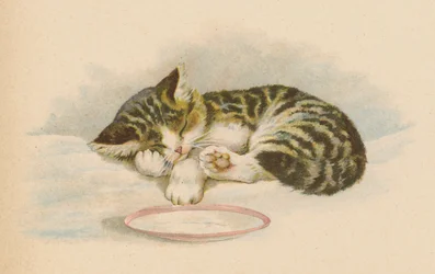 Gatto