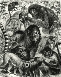 Quarumana: la tribù delle scimmie (incisione)