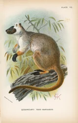 Albero-canguro del Queensland