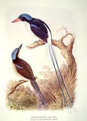 Martin pescatore dalla coda a racchetta, fol. 12, vol. III, da «Il libro degli uccelli» di A. M. Lysaght