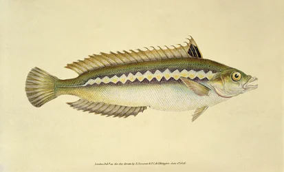 Rainbow Wrasse, Pl.96 da "The Natural History of British Fishes", pub. by E. Donovan and F.C.  J. Rivington