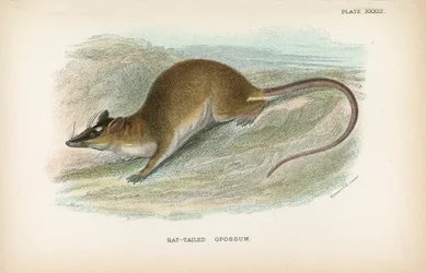 Opossum dalla coda di topo