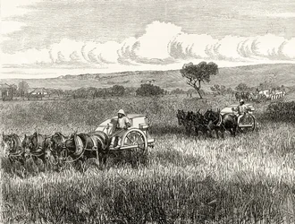 Mietitura a South Adelaide, c.1880, da 