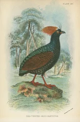 Pernice crestata rossa