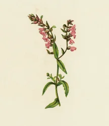 Bartisia rossa, Bartisia odontites