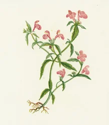 Galeopsis Ladanum