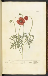 Papavero rosso, Tavola 2 da 