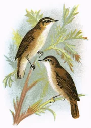 Cannaiola (in basso) e Cannaiola di Sedge (in alto)