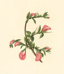 Stregona dei Campi, Ononis Arvensis