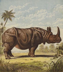 Rinoceronte