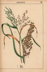 Riso e miglio, da 
