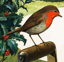 Pettirosso (gouache su carta)
