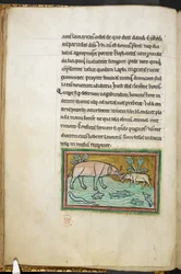 Un grande e un piccolo elefante in un ruscello pieno di pesci