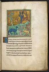 Un leopardo che insegue un cervo, con un cammello e un altro animale