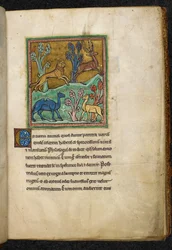 Leopardo che insegue un cervo, con un cammello e un altro animale