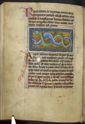 Anguis, dal 