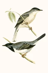 Sylvia ruppelli, illustrazione da 