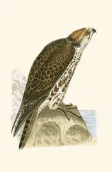 Falco sacro, illustrazione da 