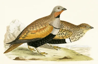 Gallina di sabbia, illustrazione da 